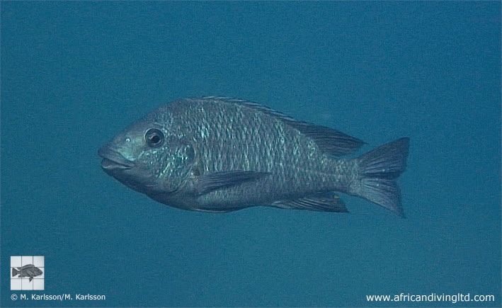 Petrochromis sp. 'blue giant' Lupote Rocks